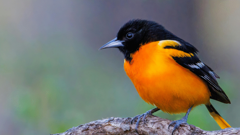 Panamá y el Global Big Day: Un destino turístico para los amantes de las aves